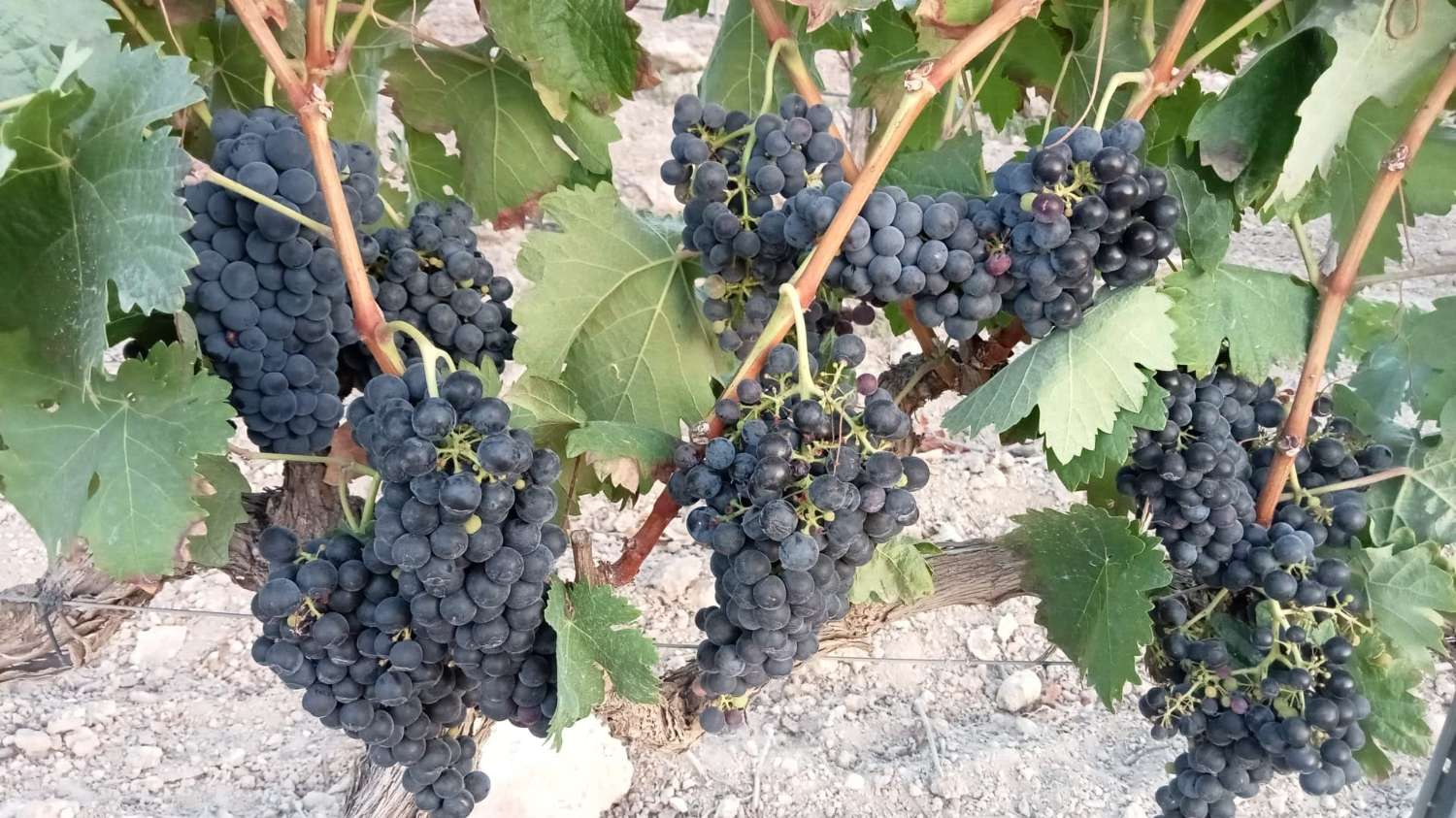 Bodega y viñedos en funcionamiento