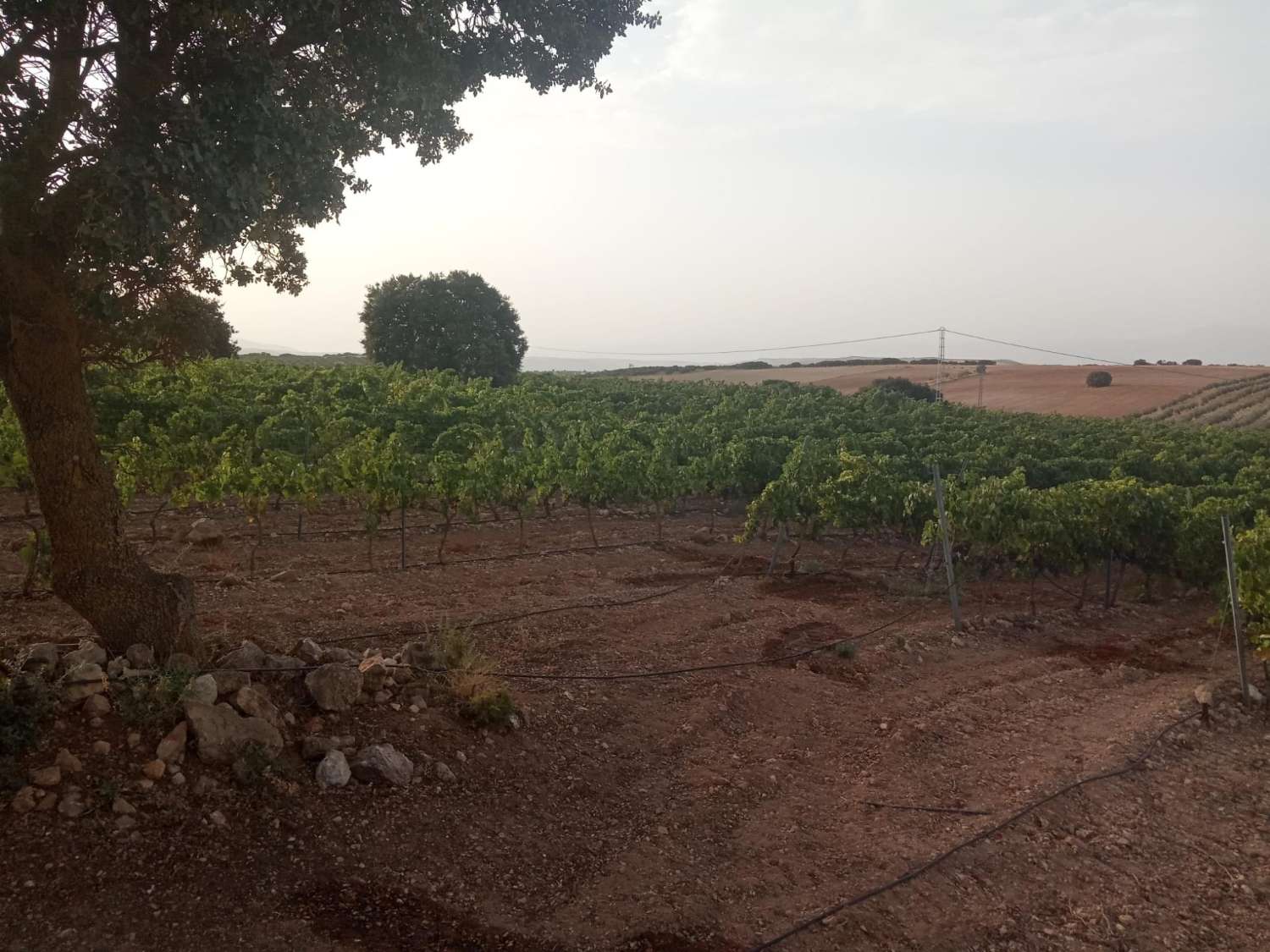 Cave et vignobles en activité