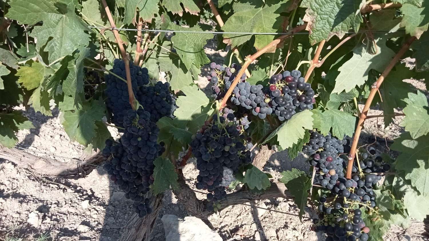 Cave et vignobles en activité