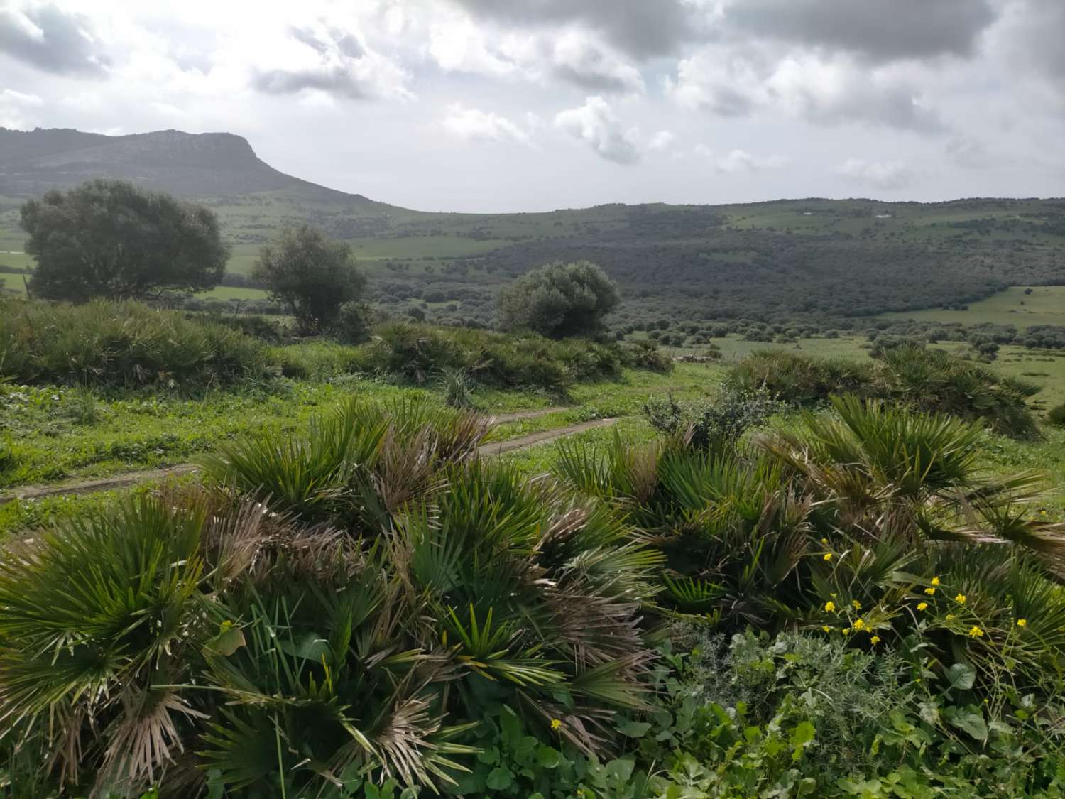 قطعة أرض للبيع في Facinas (Tarifa)