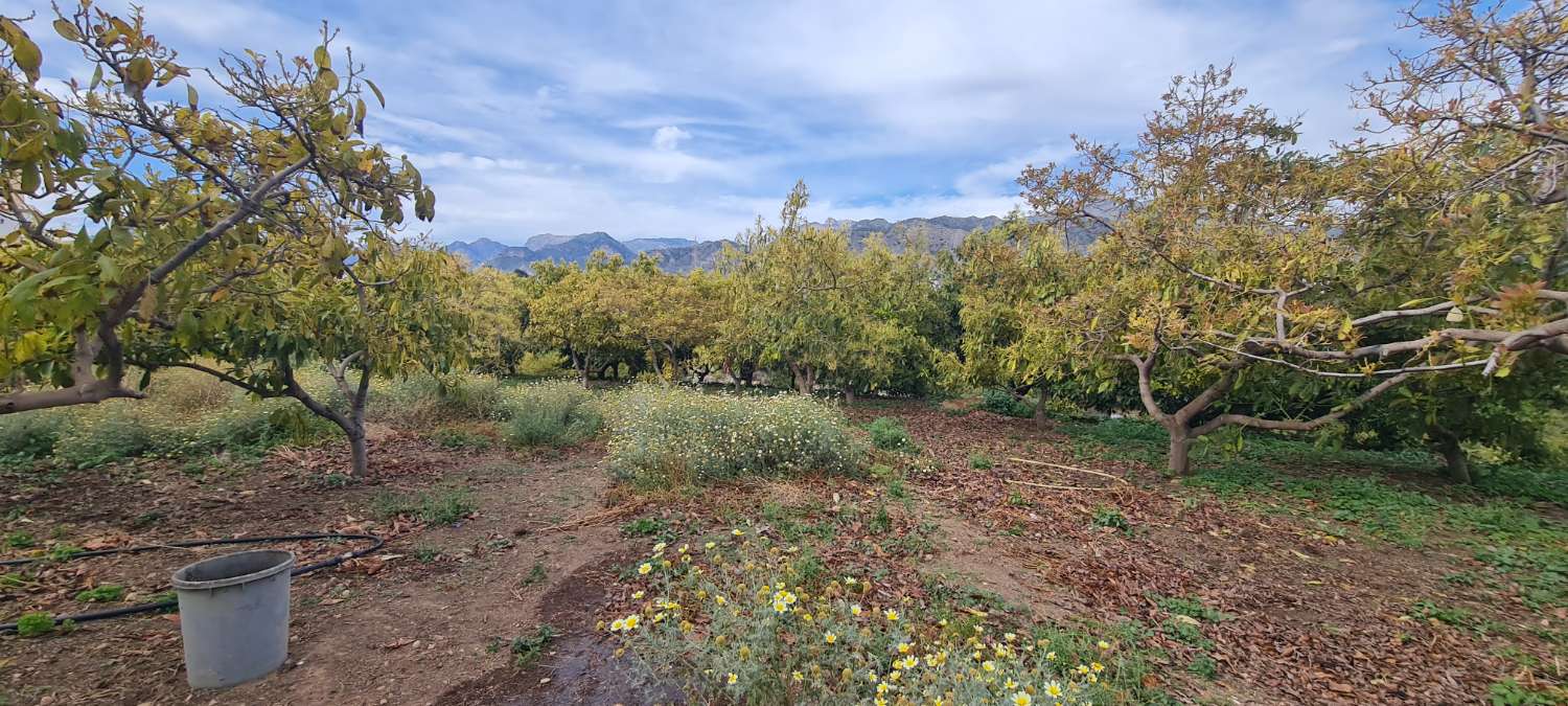 Oportunidad única: Cortijo tradicional con terreno y piscina en Nerja