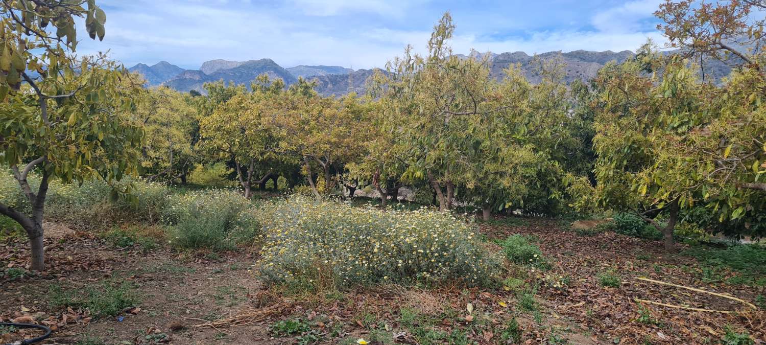 Unieke kans: Traditionele boerderij met grond en zwembad in Nerja