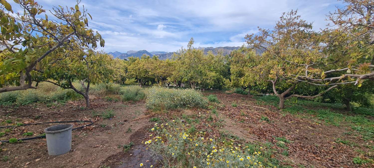 Oportunidad única: Cortijo tradicional con terreno y piscina en Nerja